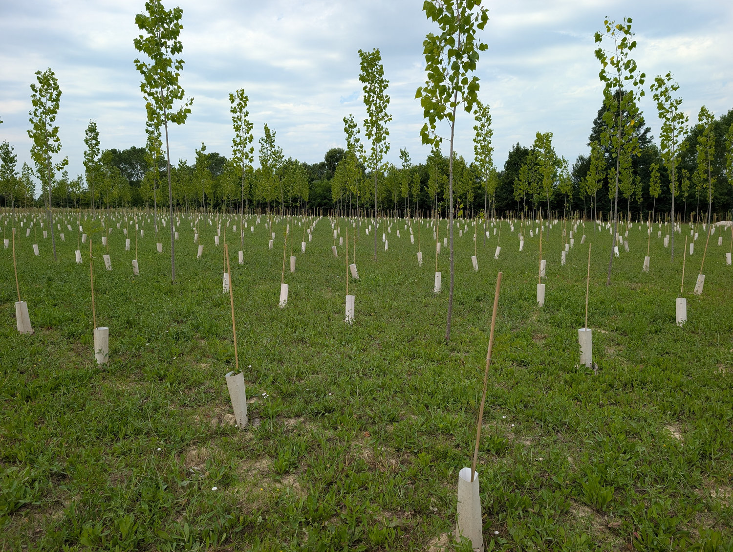 MP0152 Riforestazione Urbana